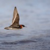 Lyskonoh uzkozoby - Phalaropus lobatus - Red-necked Phalarope 5899